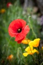 An red poppy in spring Royalty Free Stock Photo