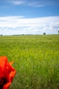 Red poppy stands in front of a green cornfield and the sky is blue Royalty Free Stock Photo