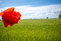 Red poppy stands in front of a green cornfield and the sky is blue Royalty Free Stock Photo