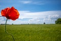 Red poppy stands in front of a green cornfield and the sky is blue Royalty Free Stock Photo