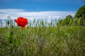Red poppy stands in front of a green cornfield and the sky is blue Royalty Free Stock Photo