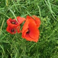 Red poppy, in summer a beautiful color patch on field and meadow Royalty Free Stock Photo