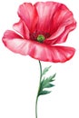 Red poppy. Summer flower, flora element isolated on white background. Watercolor hand drawn illustration