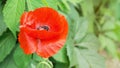 Red poppy on green background