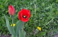 Red poppy tulips blooming in the spring garden. Tulips Gesner`s at the beginning of flowering