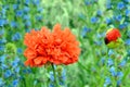 Red Poppy type flower and bud against blue flower backdrop Royalty Free Stock Photo