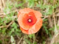 A red poppy up close in perfect light