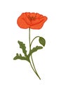 Red poppy, vector doodle illustration. Poppy branch. Clipart. Flowers are drawn by hand. Design for postcards Royalty Free Stock Photo