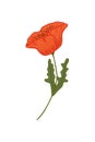 Red poppy, vector doodle illustration. Poppy branch. Clipart. Flowers are drawn by hand. Design for postcards Royalty Free Stock Photo