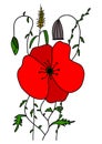 Red poppy vector illustration. Corn poppy, corn rose, field poppy, flanders poppy, red weed, headwark.