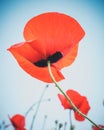 Red poppy view from below