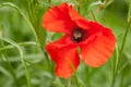 Red Poppy - View from Top