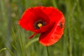 Red poppy with wasp ready to fly up. Close-up stock photography.