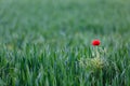 Red poppy in wheat field. Royalty Free Stock Photo