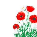 Red poppy and white chamomile illustration. Vector flower on white with green leaves.