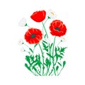 Red poppy and white chamomile illustration. Vector isolated flower on white.