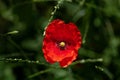 Red poppy wild flowers blooming springtime fields Royalty Free Stock Photo