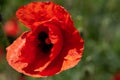 Red poppy wild flowers blooming springtime fields Royalty Free Stock Photo