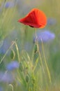 Red poppy in windy grass field Royalty Free Stock Photo