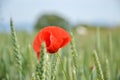 Red poppy (Papaver rhoeas) in wheat field on spring time. Corn rose, common poppy, Flanders poppy, coquelicot, red weed Royalty Free Stock Photo