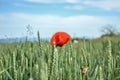 Red poppy (Papaver rhoeas) in wheat field on spring time. Corn rose, common poppy, Flanders poppy, coquelicot, red weed Royalty Free Stock Photo