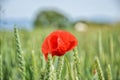 Red poppy (Papaver rhoeas) in wheat field on spring time. Corn rose, common poppy, Flanders poppy, coquelicot, red weed Royalty Free Stock Photo