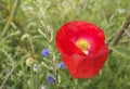 Red poppy with a yellow heart Royalty Free Stock Photo