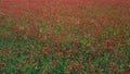 red poppyfield country, summer meadow. Nice aerial top view flight drone