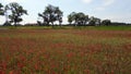 red poppyfield country, summer meadow. Unbelievable aerial top view flight drone