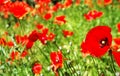 red poppys in green field Royalty Free Stock Photo