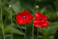 Red poppys in a meadow close-up