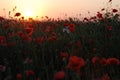 Red poppys in the sunset Royalty Free Stock Photo