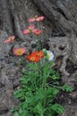 Red Poppys in a tree trunk