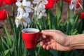 Red porcelain cup of coffee in female hand with flowering daffodils and tulips on the background