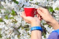 Red porcelain cup in female hands with flowering cherry tree on the background