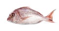 Red porgy, Pagrus pagrus isolated Royalty Free Stock Photo