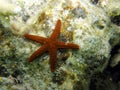 Red Porous or Marble Star Fish on Coral Reef