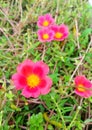 Red portulaca grandiflora Royalty Free Stock Photo