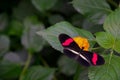 Red postman butterfly, casually sitting on a Lantana flower. Royalty Free Stock Photo