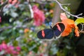 Red postman butterfly collecting pollen from Bougainvillea flower Royalty Free Stock Photo