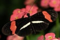 A Red Postman Butterfly Royalty Free Stock Photo