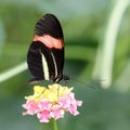 Red Postman butterfly Heliconius erato cyrbia Royalty Free Stock Photo