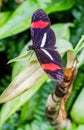 Red postman butterfly Heliconius erato on a green plant Royalty Free Stock Photo