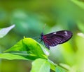 Red Postman butterfly Heliconius Erato Notabilis Royalty Free Stock Photo