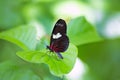 Red Postman butterfly Heliconius Erato Notabilis Royalty Free Stock Photo