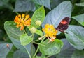 Red postman butterfly Heliconius erato on a yellow flower Royalty Free Stock Photo