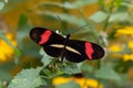 Red Postman Butterfly Royalty Free Stock Photo