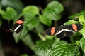 A Red Postman Butterfly Royalty Free Stock Photo