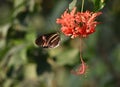 Red postman butterfly Royalty Free Stock Photo