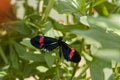 Red postman butterfly sitting on a plant Royalty Free Stock Photo